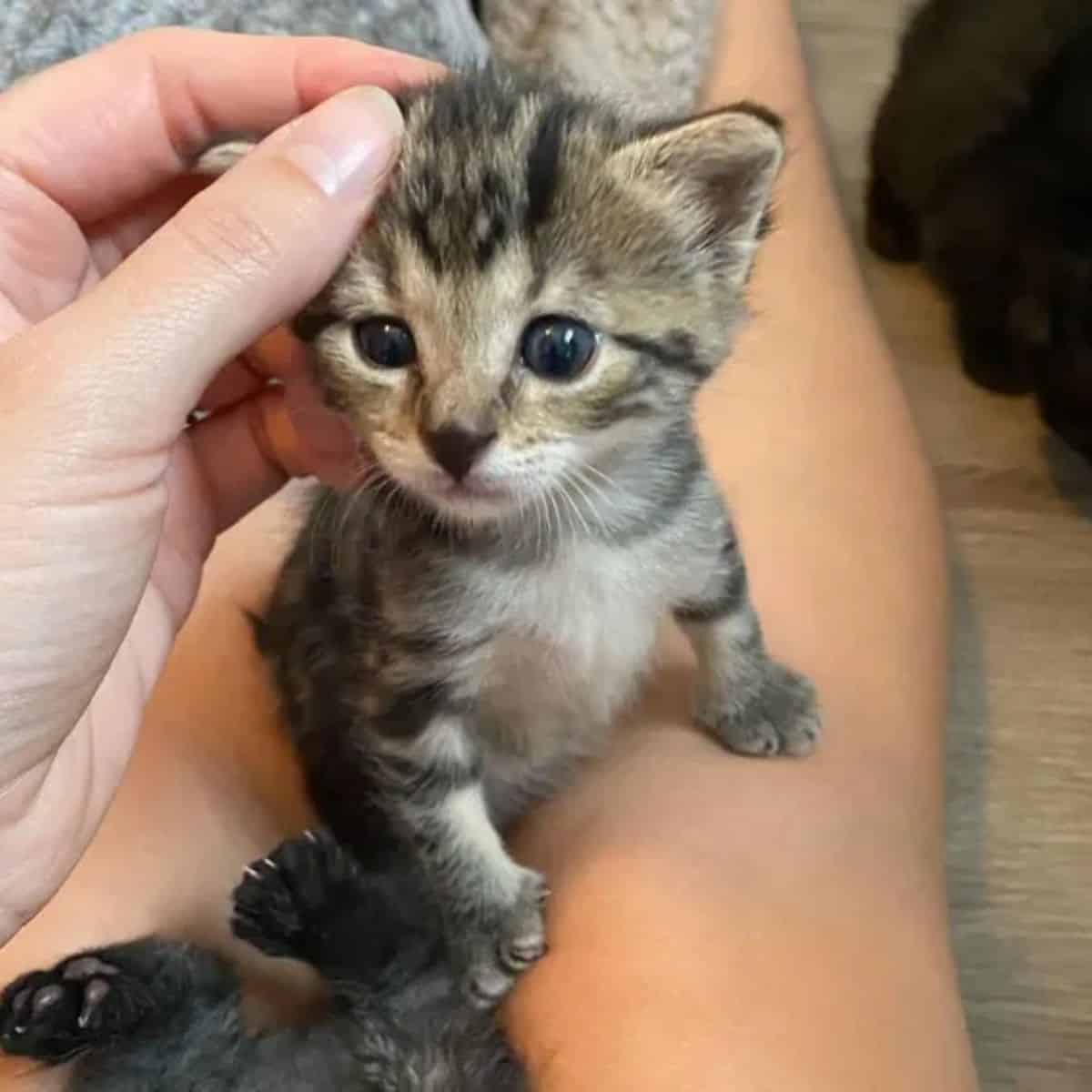 the kitten in the woman's lap is being cuddled