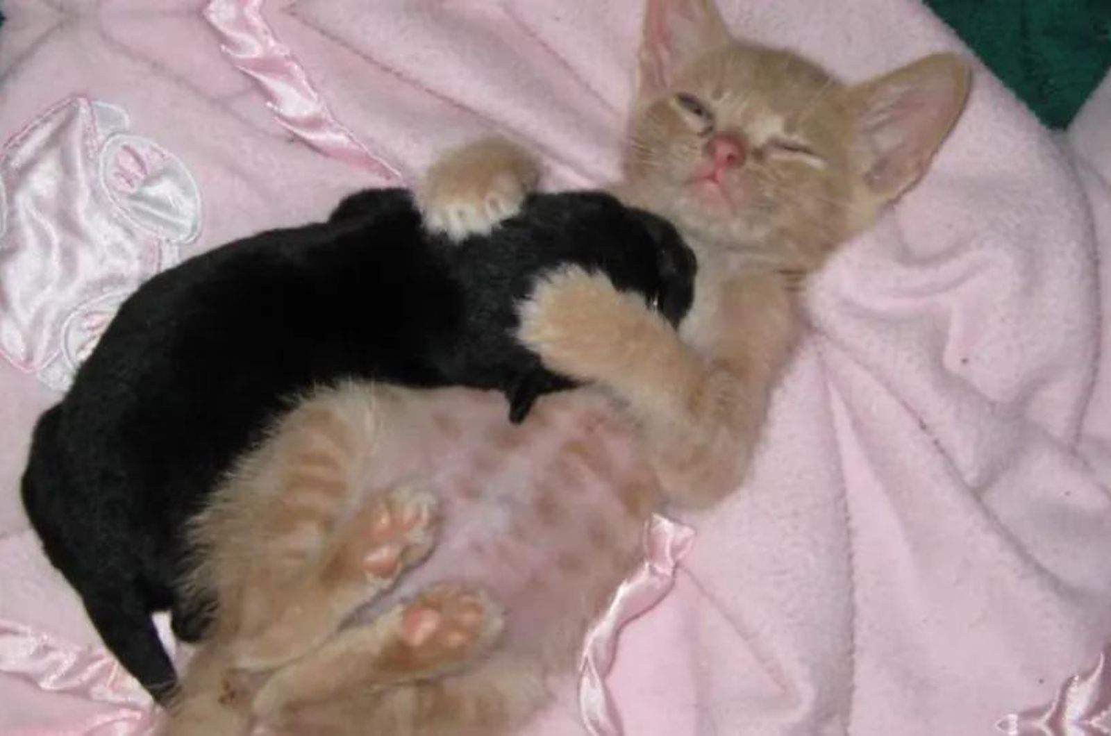 the kitten is lying on its back while the puppy is on its chest