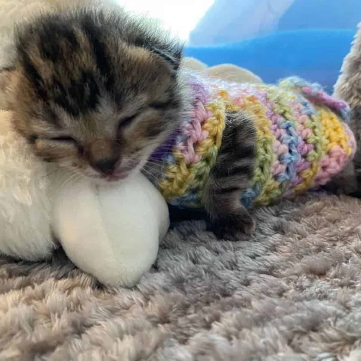 the kitten is sleeping in the gingerbread house