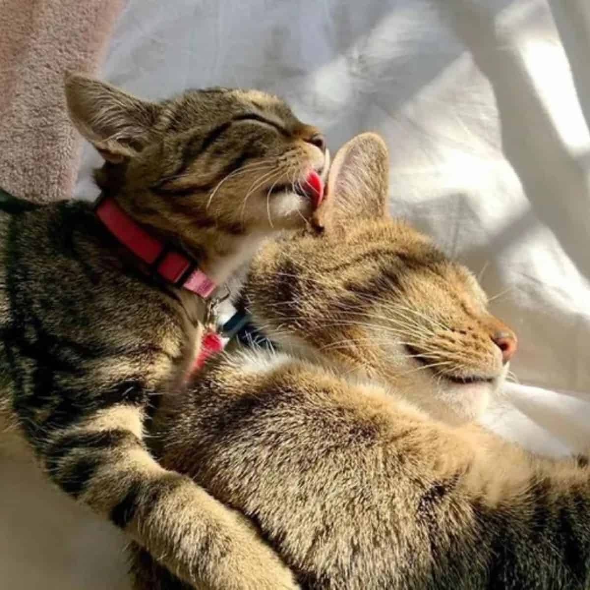 the kitten licks the mother cat
