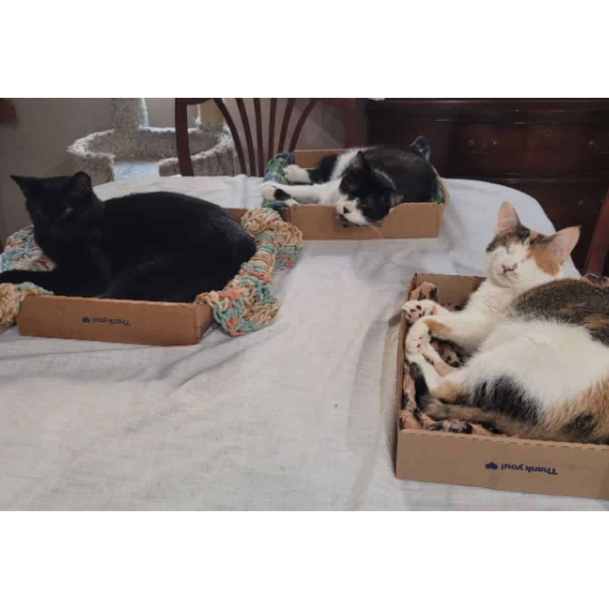 three cats laying in their boxes