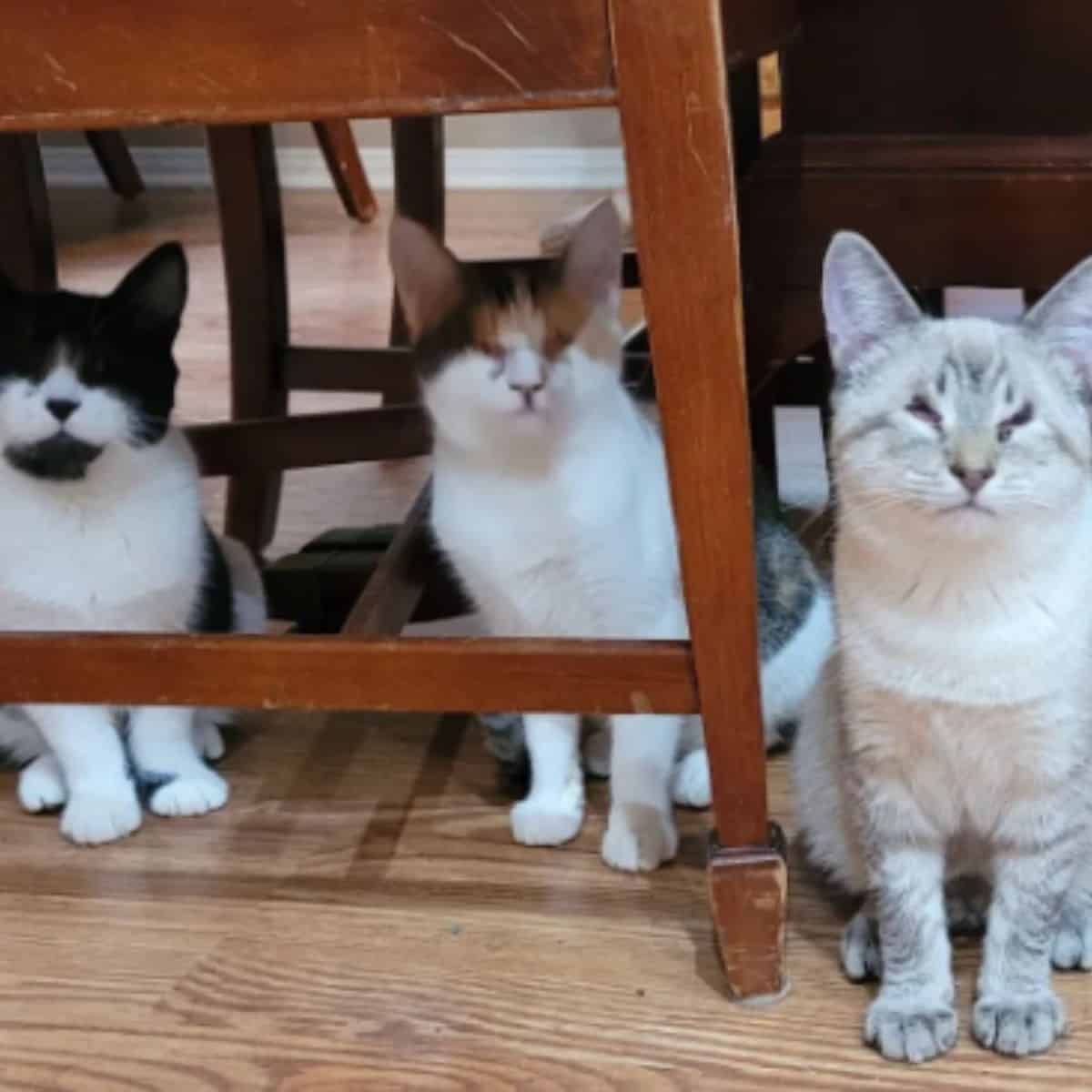 three cats under the chair