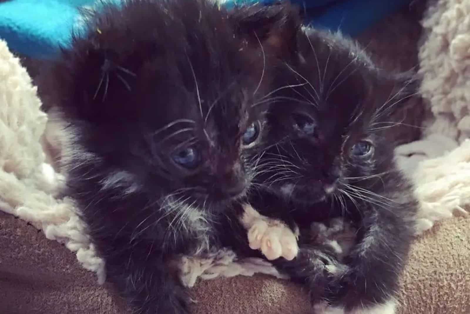 three cute kittens 10 days old