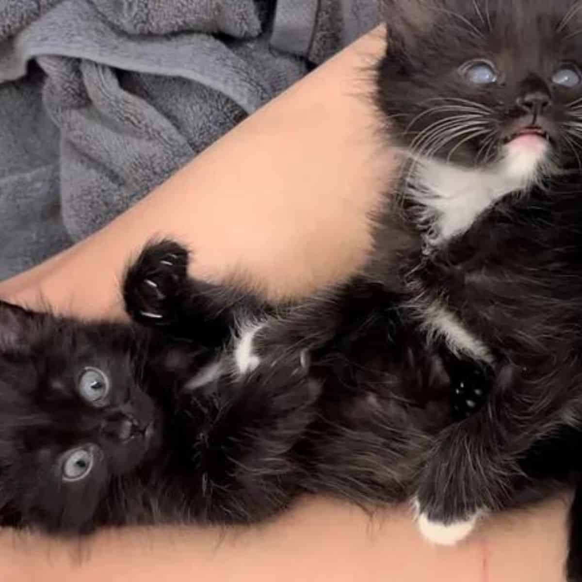 two black kittens lying
