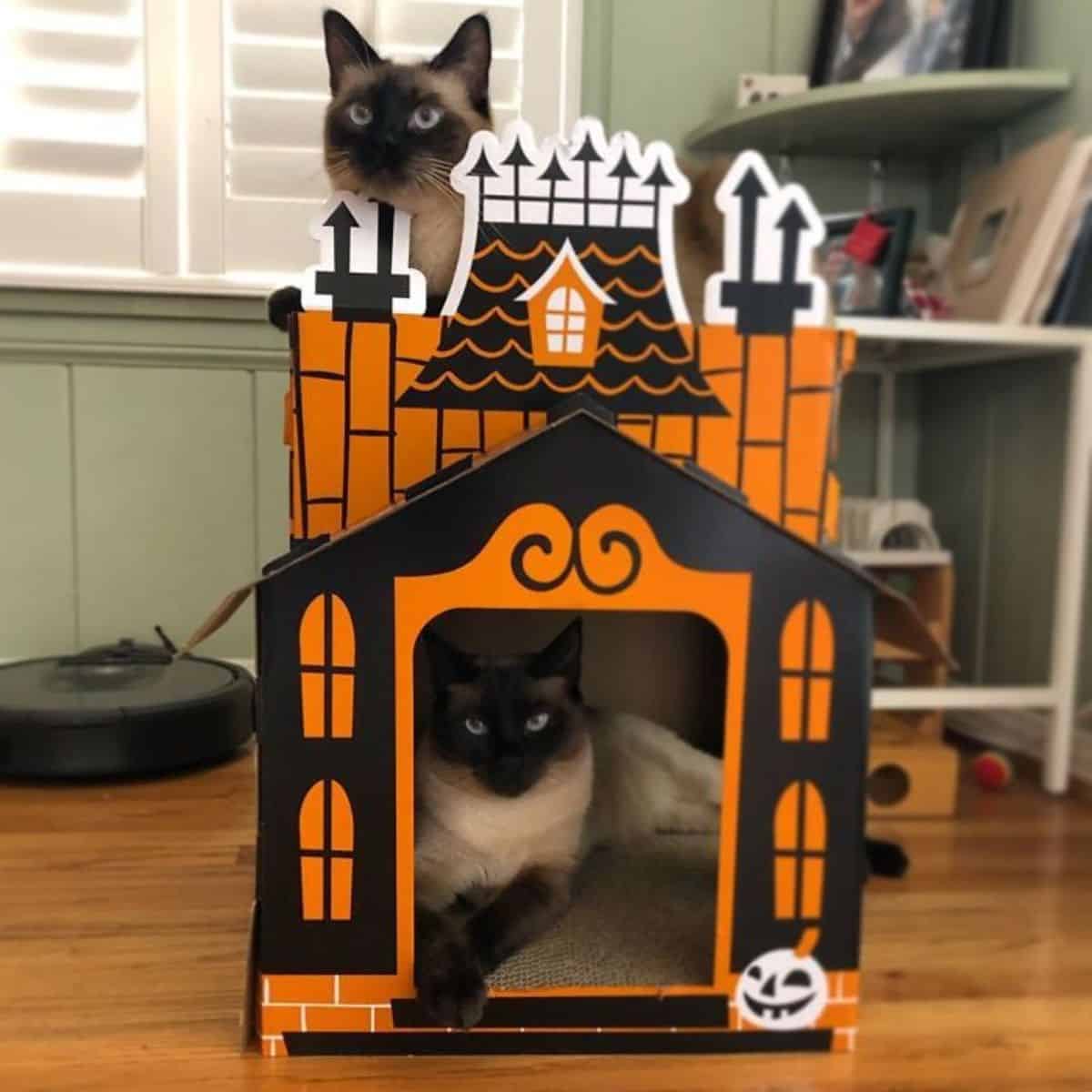 two cats and a mini haunted house