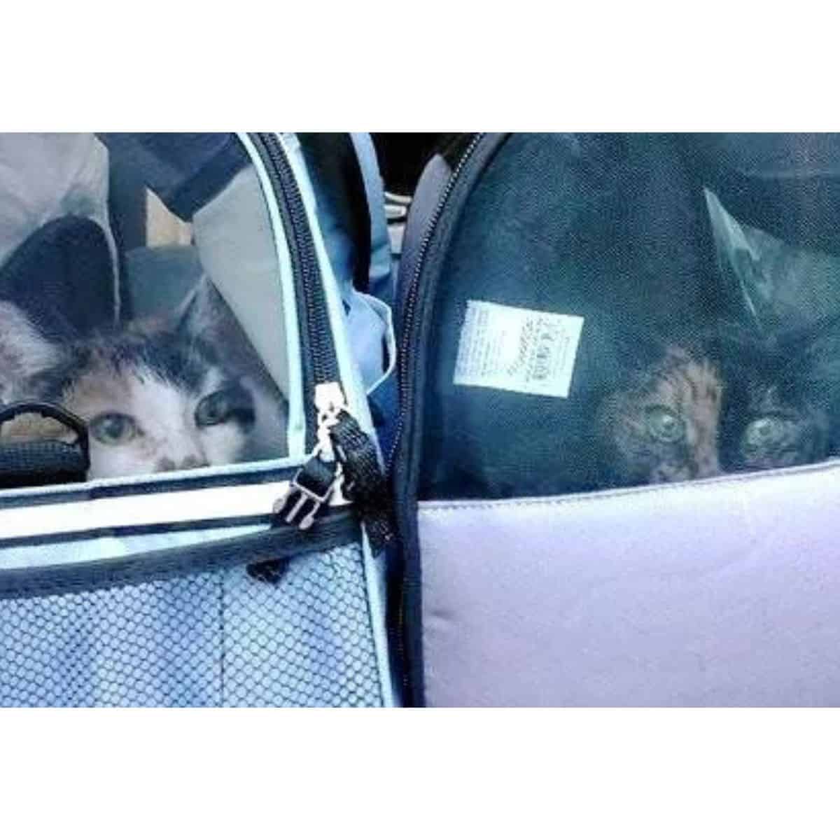 two cats in a cat bag