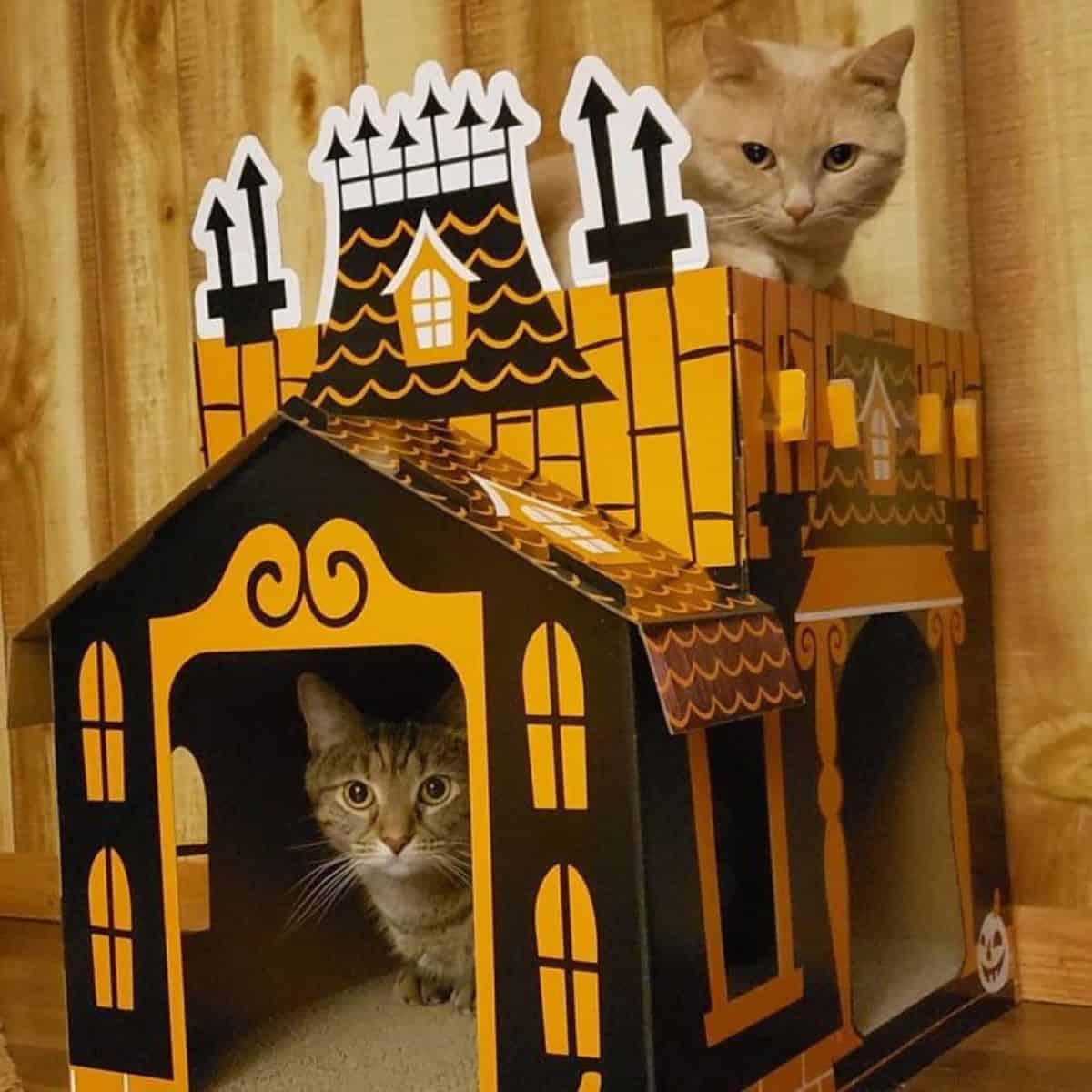 two cats in a mini haunted house
