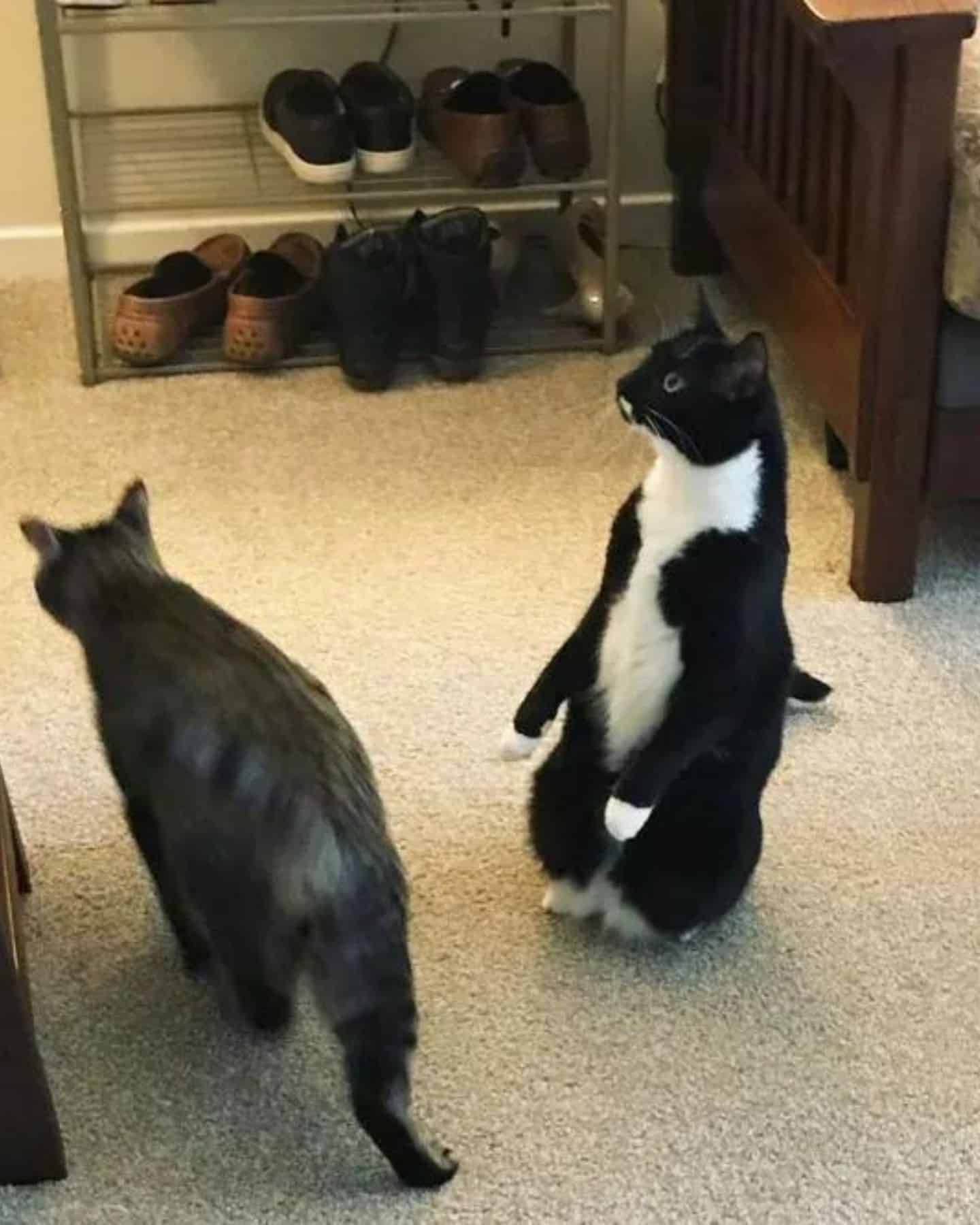 two cats, one standing, on walking