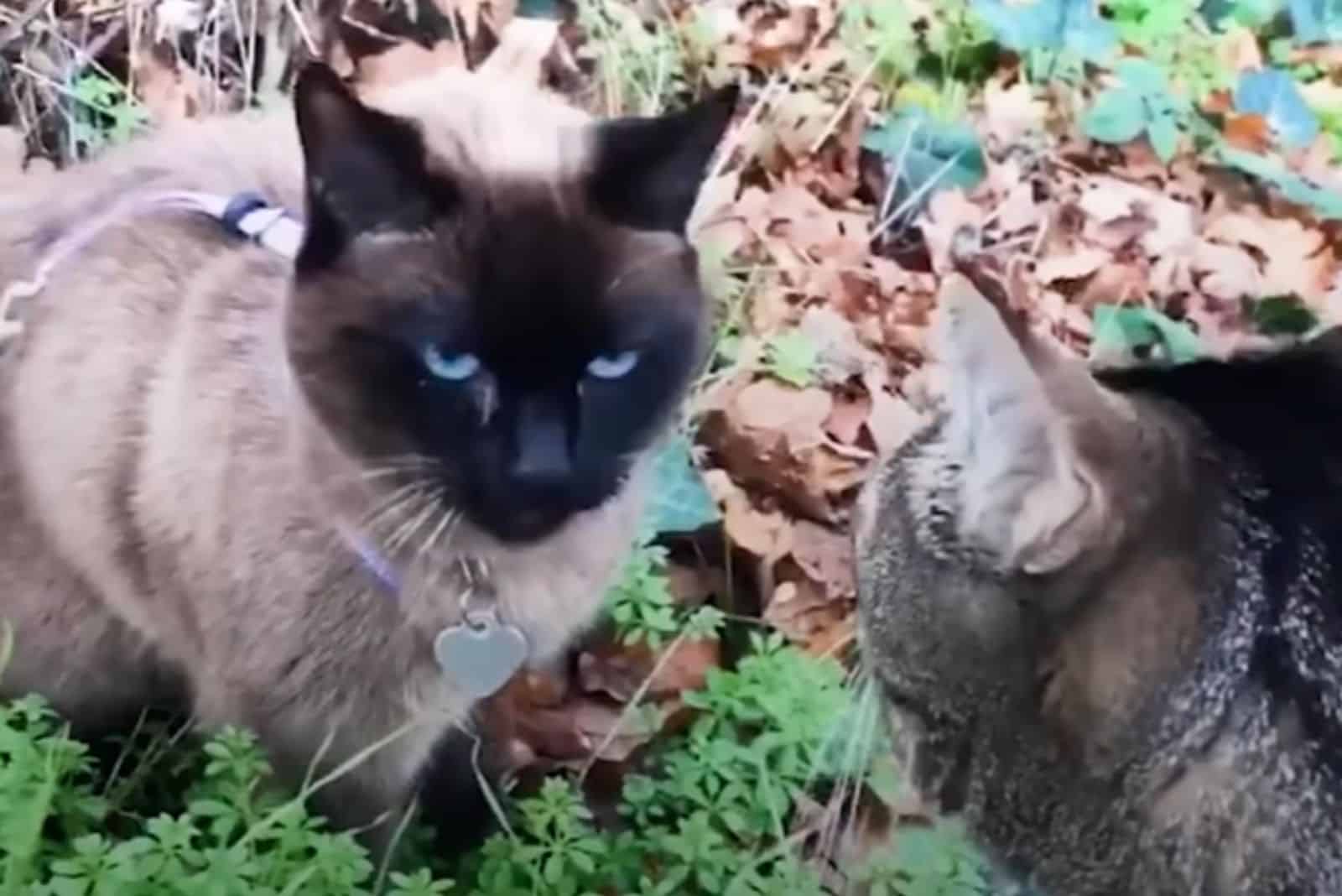 two cats outside
