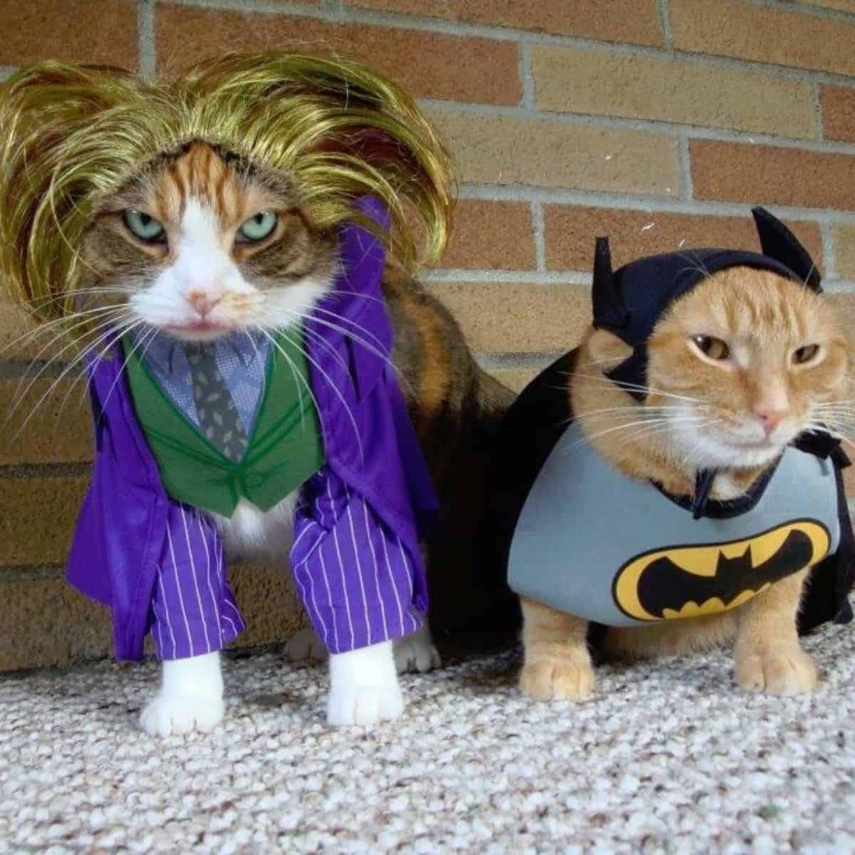 two masked cats