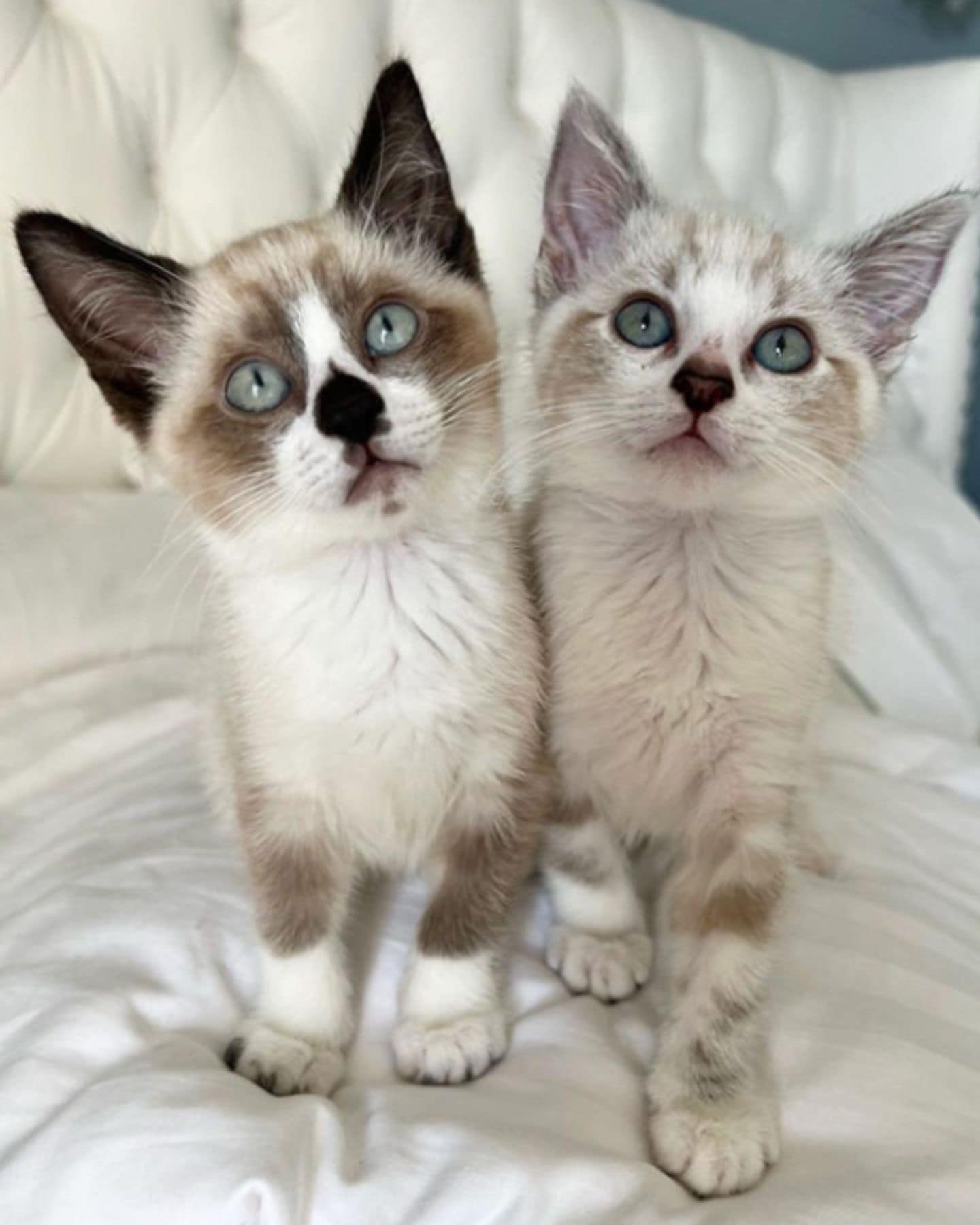 two white kittens