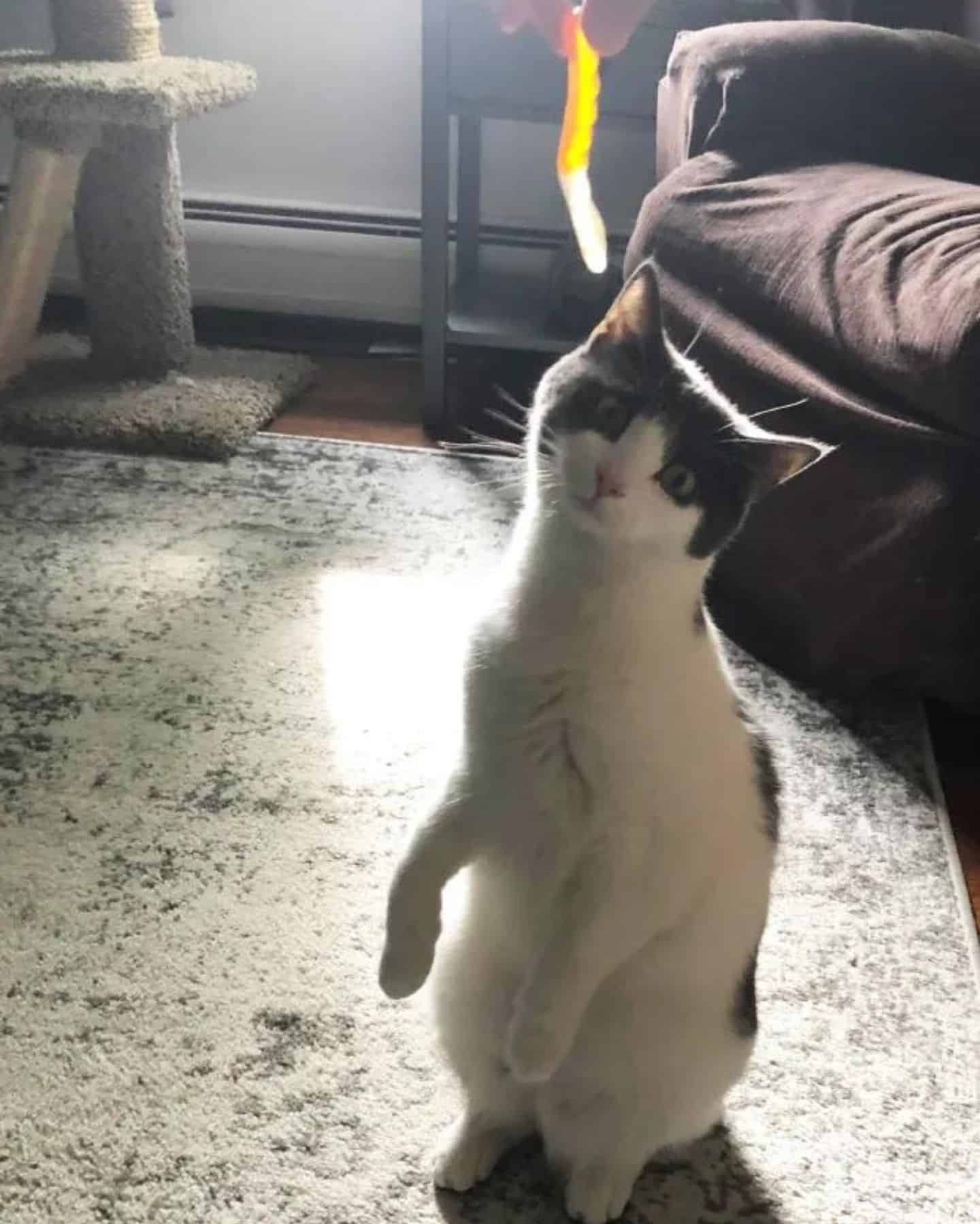 weird cat standing