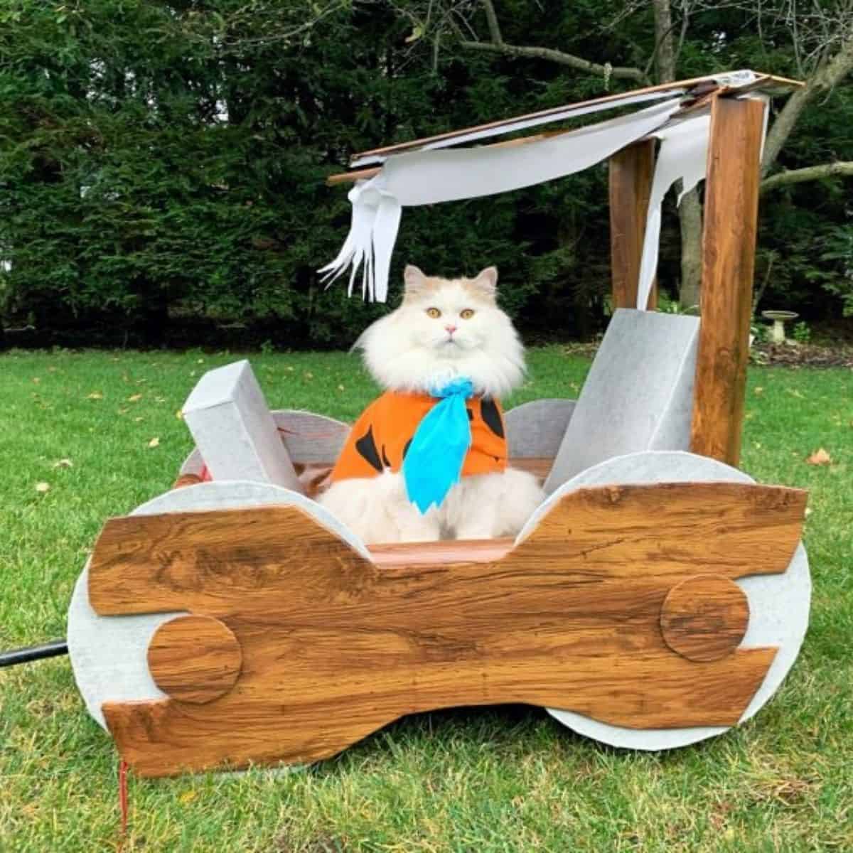 white cat in a wooden cart on the grass