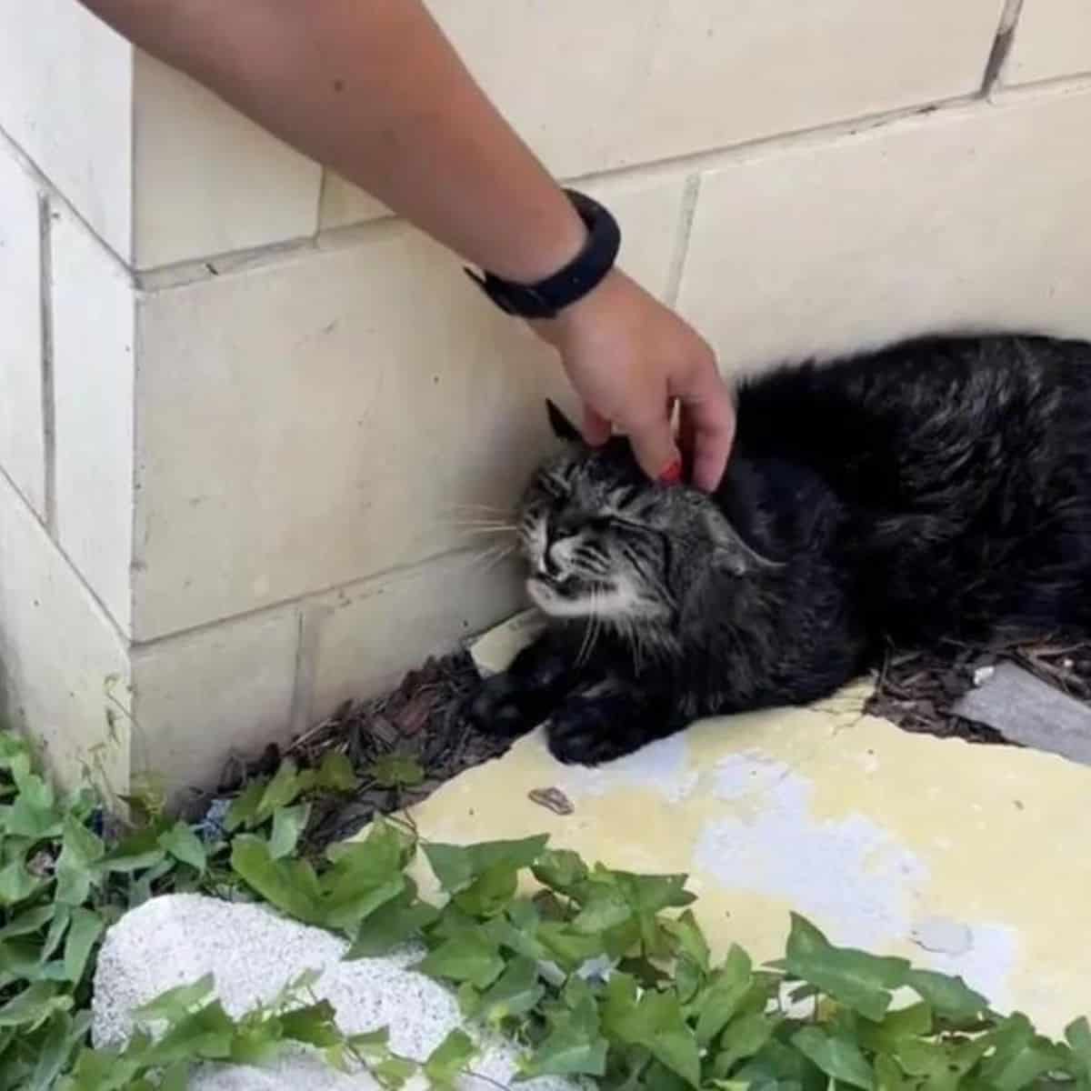 woman petting the cat lying outside