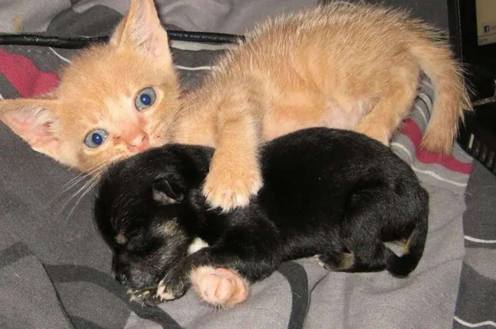yellow kitten hugs black puppy