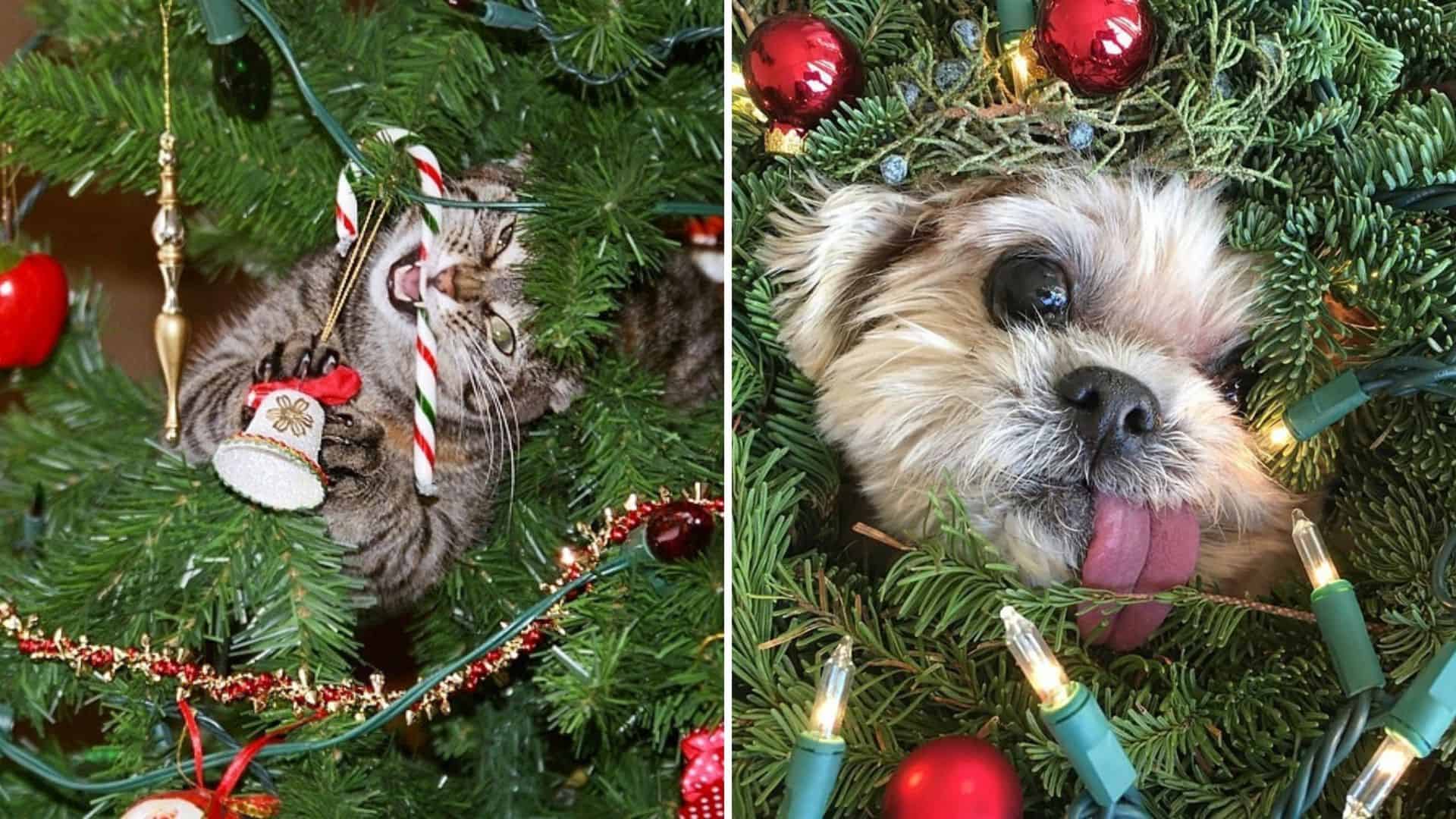 cat and dog in christmas tree