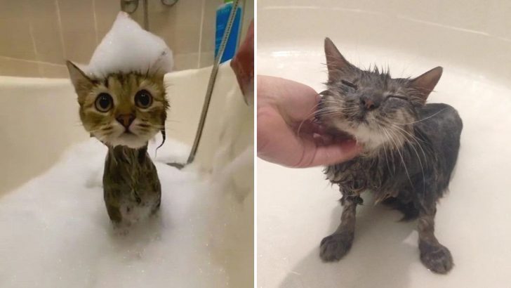 15 Photos Of Cats Who Actually Love Showers