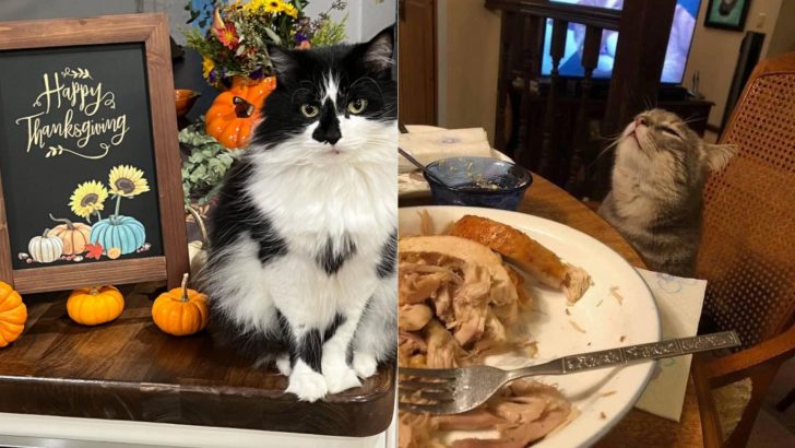18 Photos Of Thanksgiving Cats That Will Surely Get You Into The Holiday Spirit