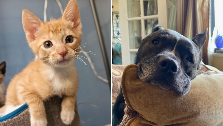 20 Wholesome Pet Rescue Photos That Will Surely Melt Your Heart 