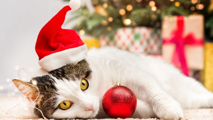 200+ Adorable Christmas Cat Names For Your Feline Friend