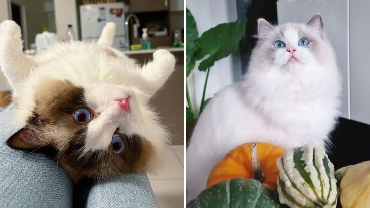 21 Cute Photos Of Ragdoll Fluffs That Will Most Definitely Make Your Day Better