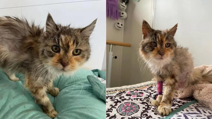 Elderly Cat Left At Shelter By Her Owner, After Living Her Entire Life In A Comfy Home