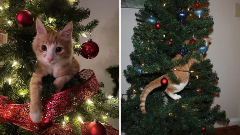 cats in christmas tree