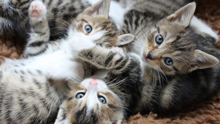 photo of kittens