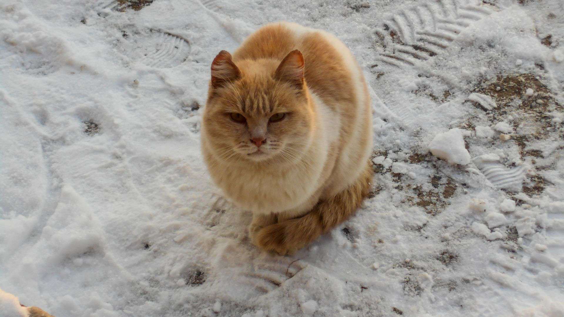 cat on snow
