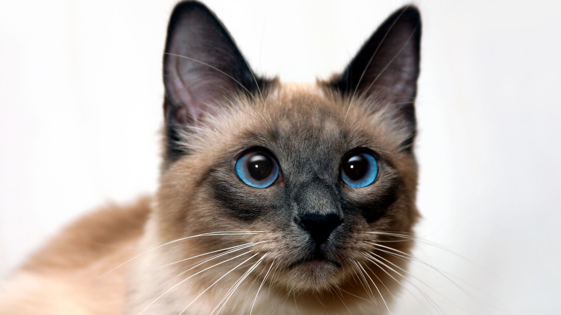 friendly siamese cat