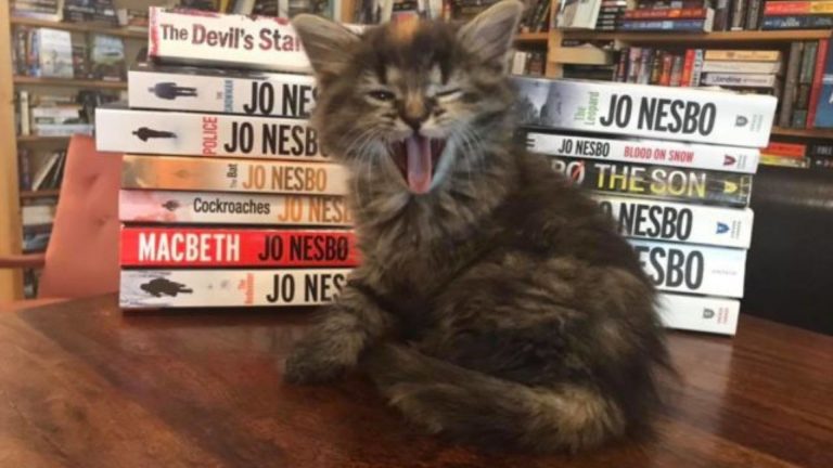 cat in bookstore