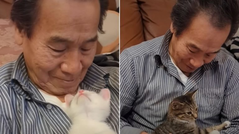 Asian guy holding a kittens