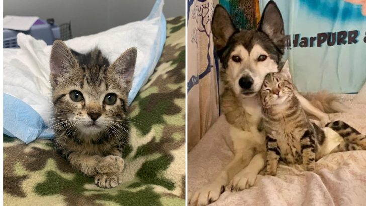 A Rescued Kitten Scoots Over To A Caring Husky To Cuddle With Her 