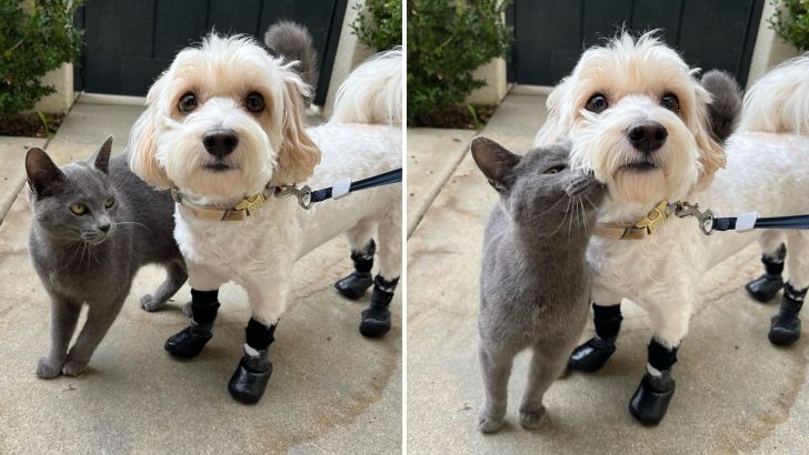 A Stray Kitty Kept Following This Dog On Walks Until The Owner Decided To Adopt Her