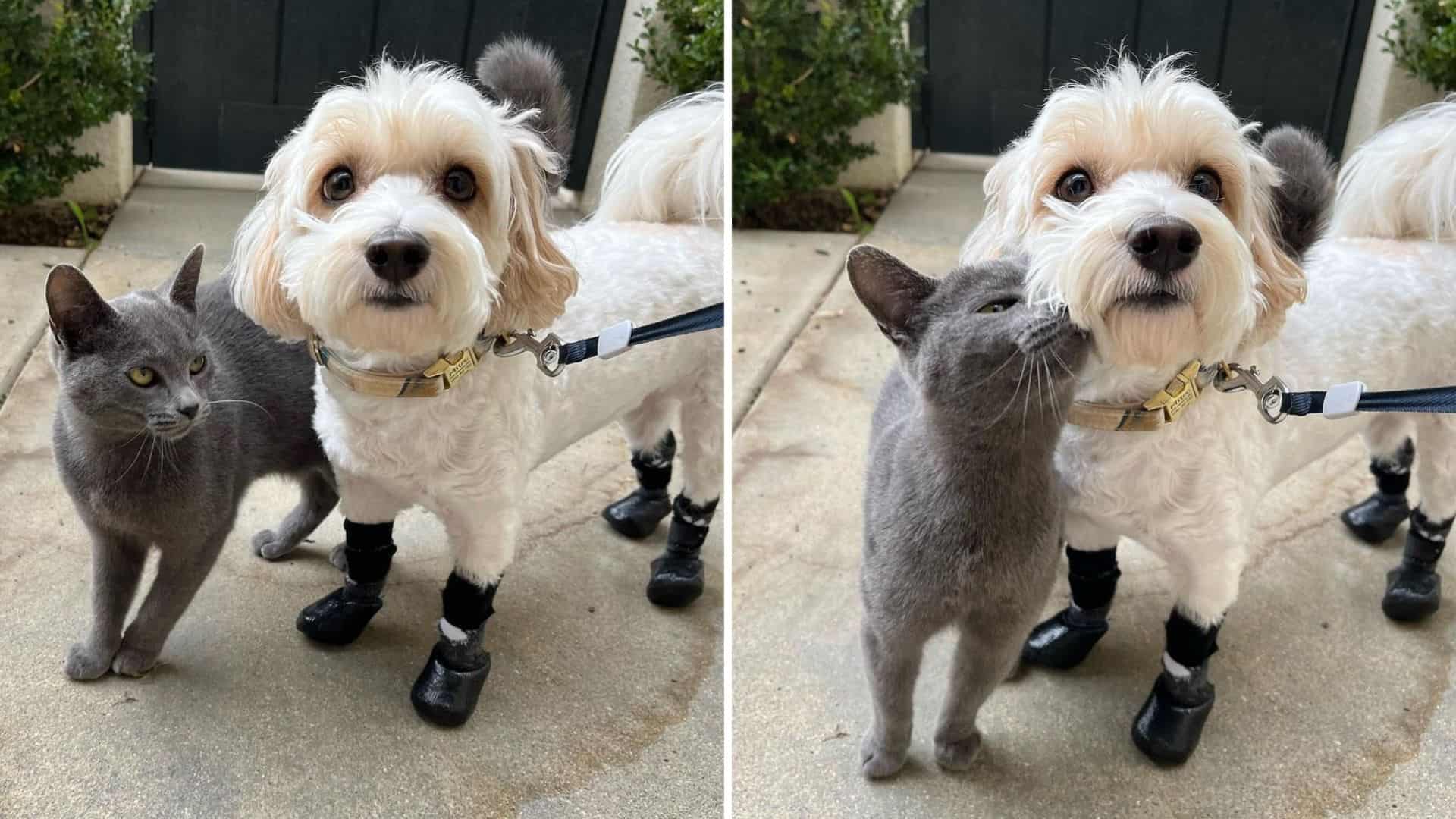 cat and dog bestfriends