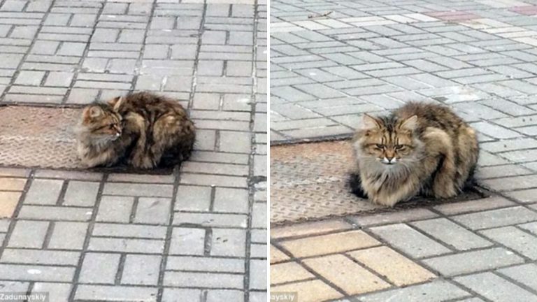 Abandoned Cat Waits For Owner To Return