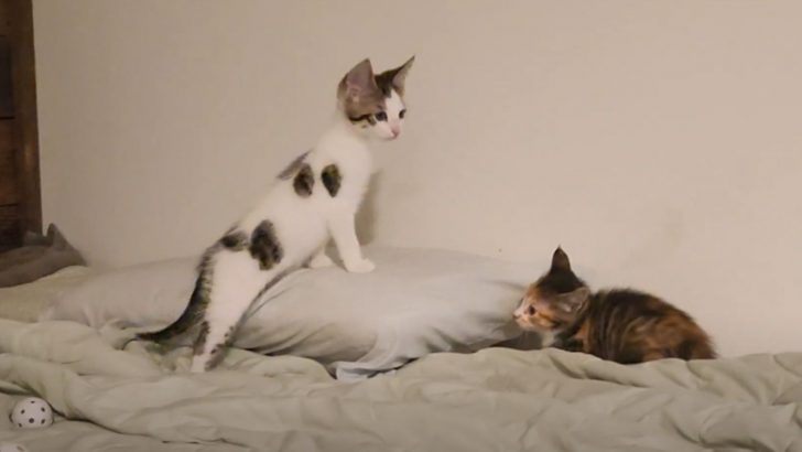 Adorable Calico Kittens Engage In An Epic Play Fight (VIDEO)