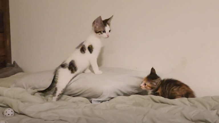 Calico Kittens Engage In An Epic Play Fight