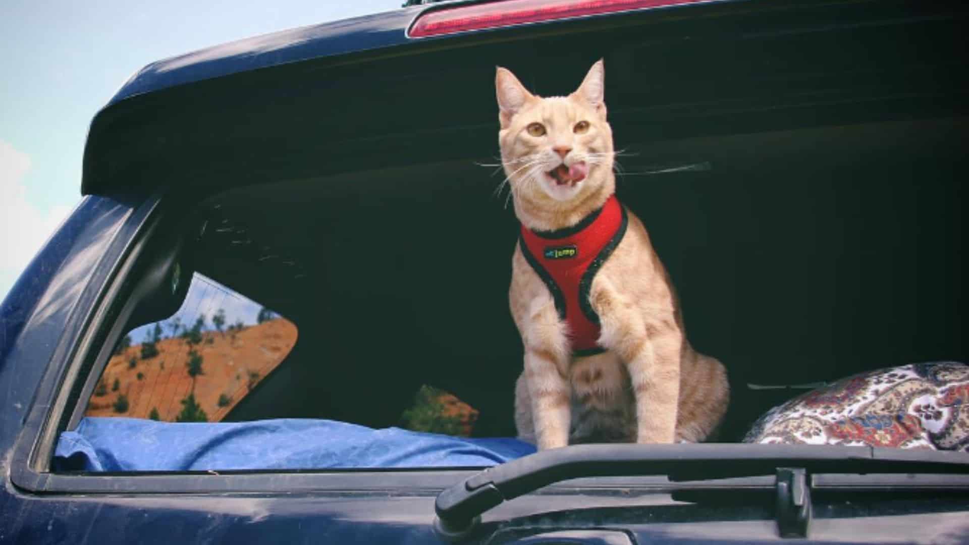 cute cat in a car