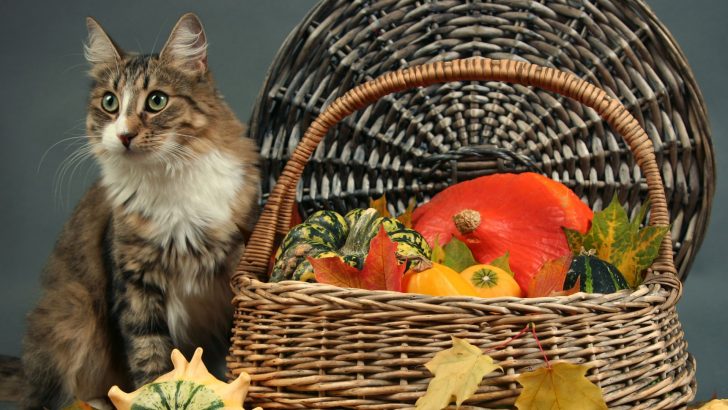 Best And Worst Thanksgiving Foods For Your Cat
