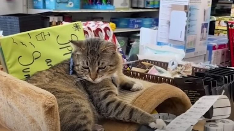 Boss Puts A Cat As Employee Of The Month