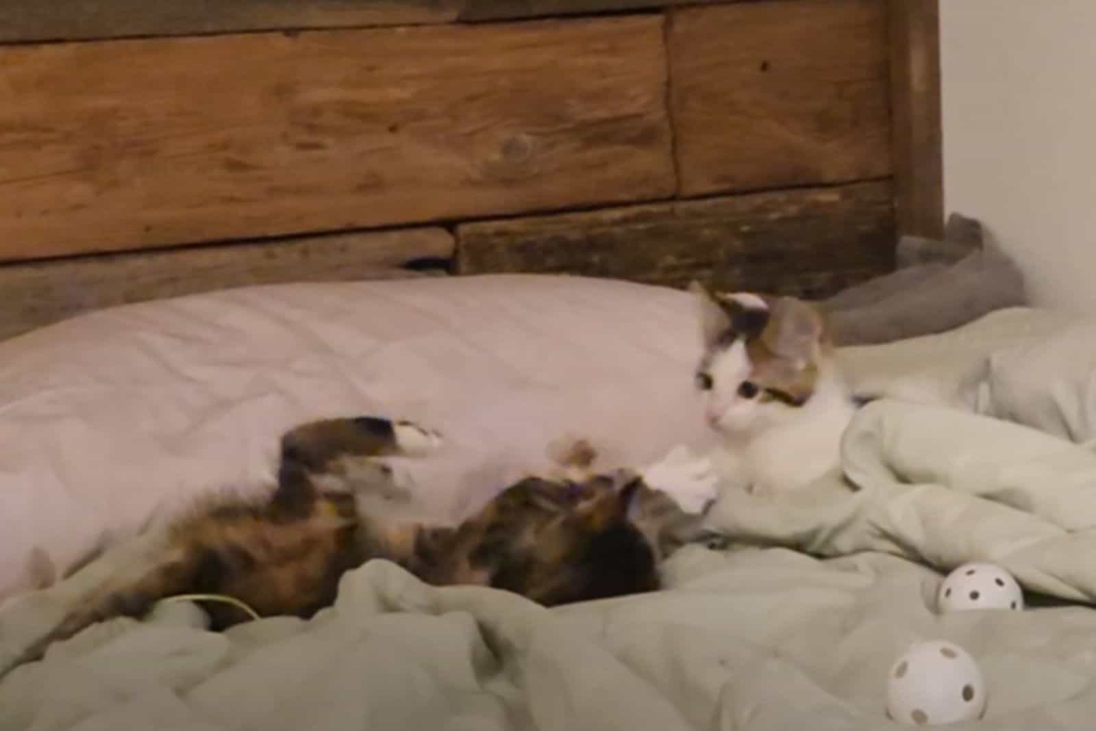 Calico Kittens are playing