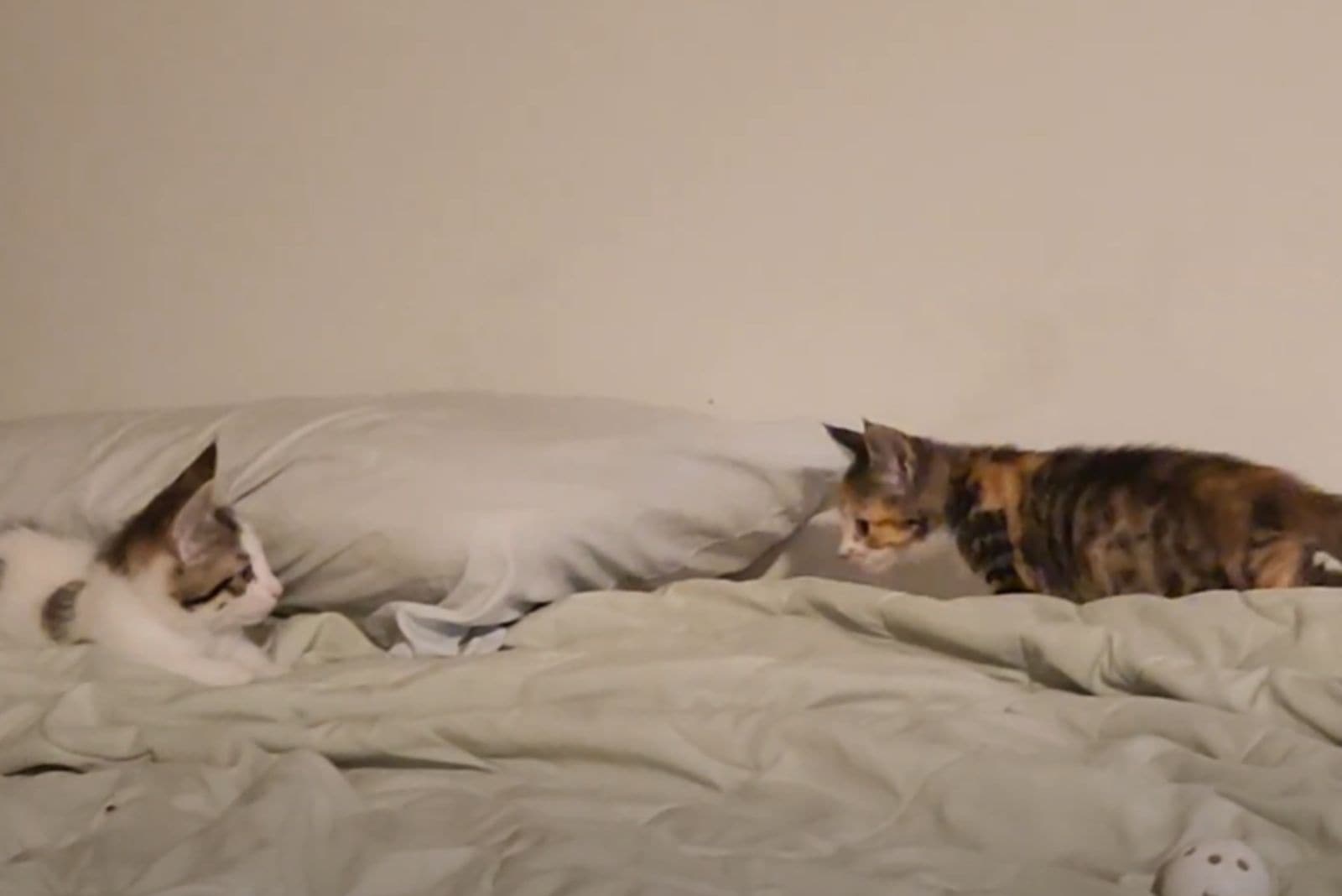 Calico Kittens snuggle up to each other on the bed