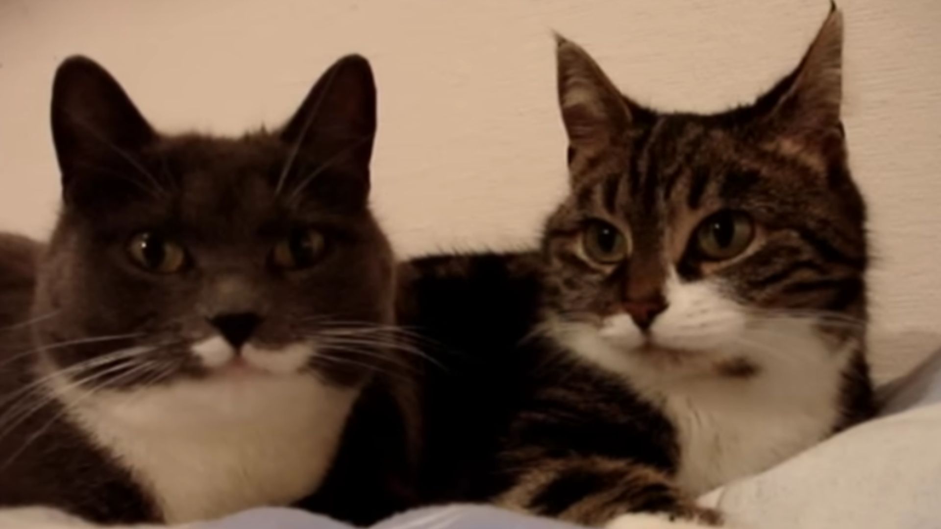 Can You Understand Anything These Two Cats Are Saying