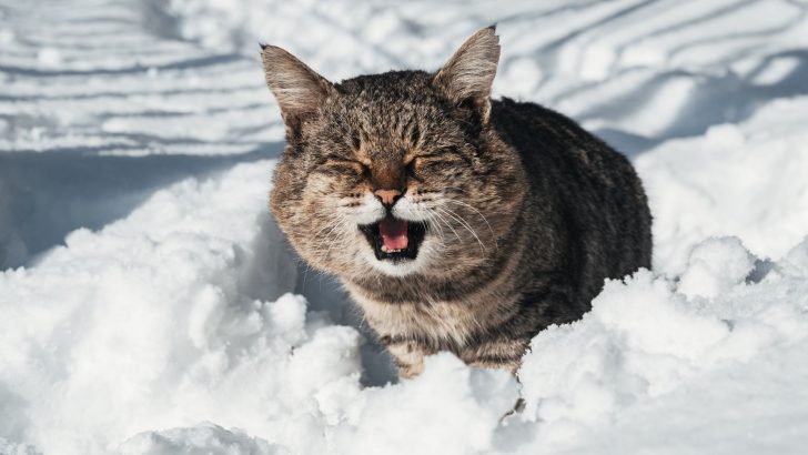 Cat Breeds Born To Survive And Thrive In Cold Temperatures