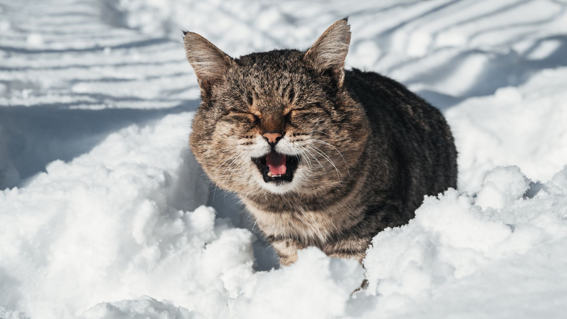 cat in snow