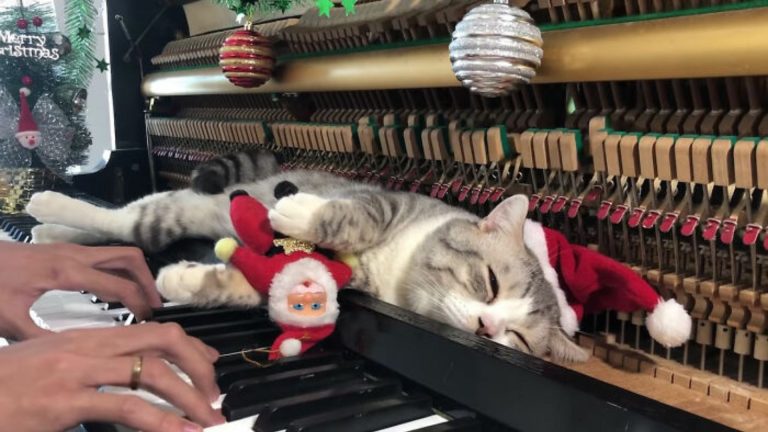 cat lying on piano while owner plays