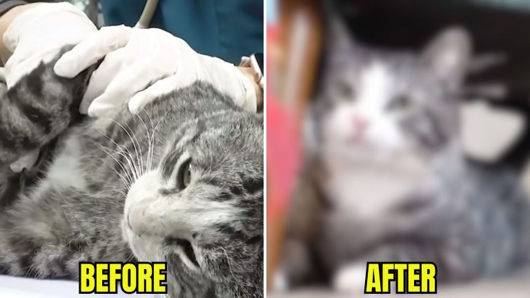 before and after of a shot cat