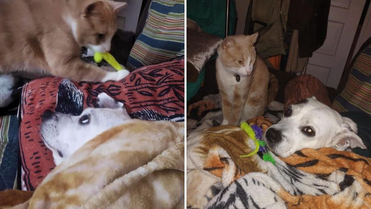 People Break Down After Seeing This Cat Caring For Her Sick Canine Sibling