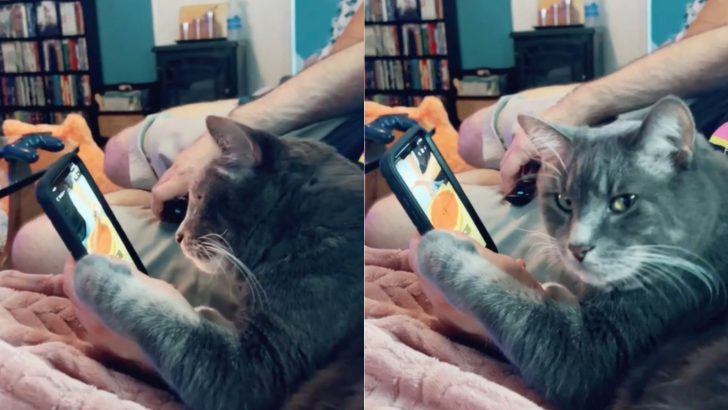 Cat Takes Over Dad’s Screen And It’s Hilarious